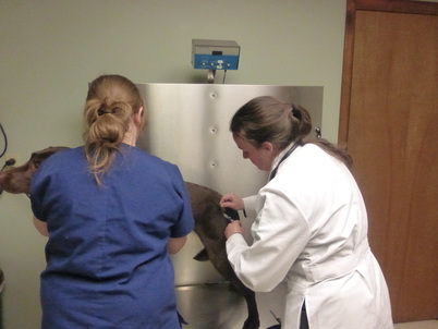 Taylor Vukich and Dr. Burton-Hall, VMD vaccinating a dog with a DHLPP vaccine