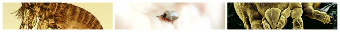 External Parasites, flea, tick, mite