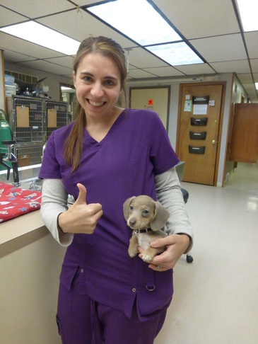 Danielle Badjay with a Dachshund puppy
