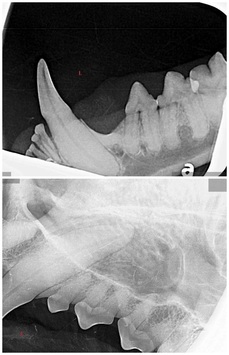 Feline dental radiograph, canine dental radiograph, dental x-ray