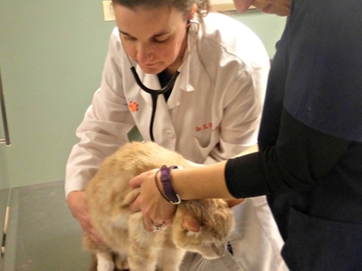 Dr. Burton-Hall, VMD and Danielle Badjay examining a senior cat