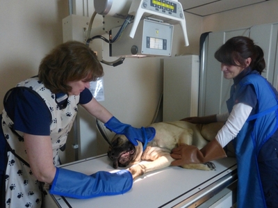 Laure Morski and Renee Giallorenzo taking radiographs on a Mastiff