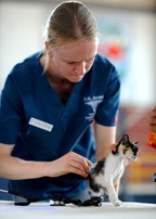feline, cat, vaccine, veterinary
