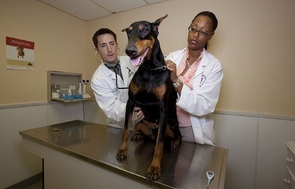 veterinarian, dog, vet, stethoscope, medicine