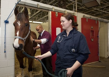 veterinarian, horse, farm, technician, barn, medicine, stethoscope